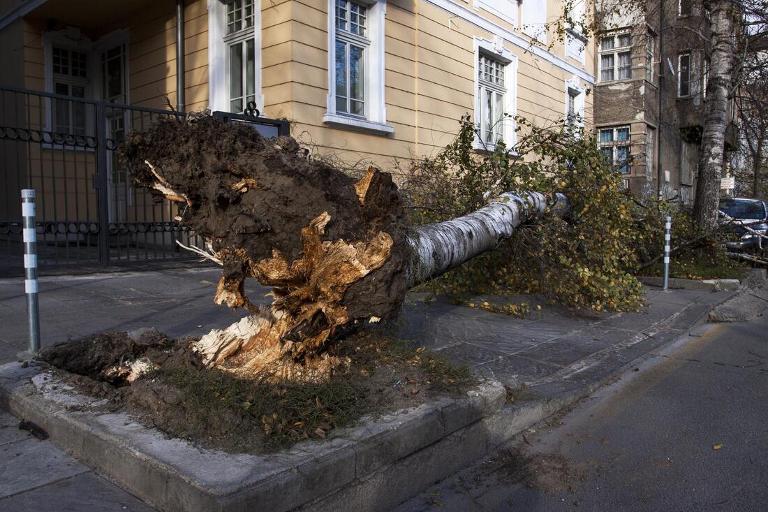 a fallen big tree