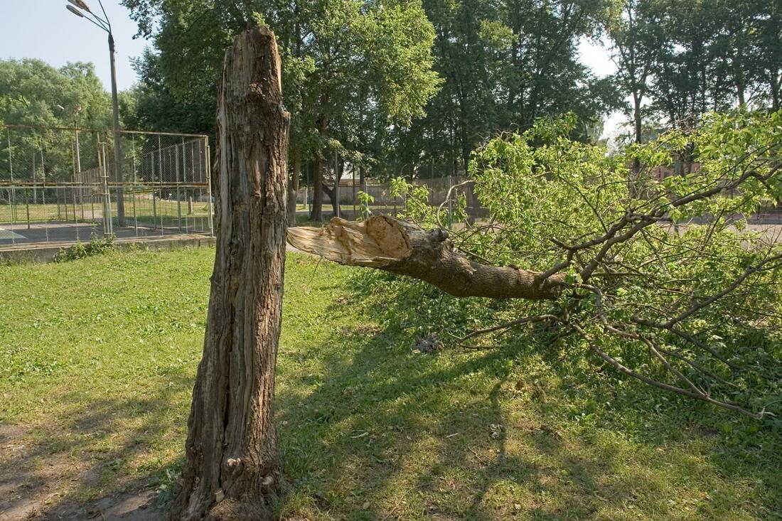 a broken tree branches