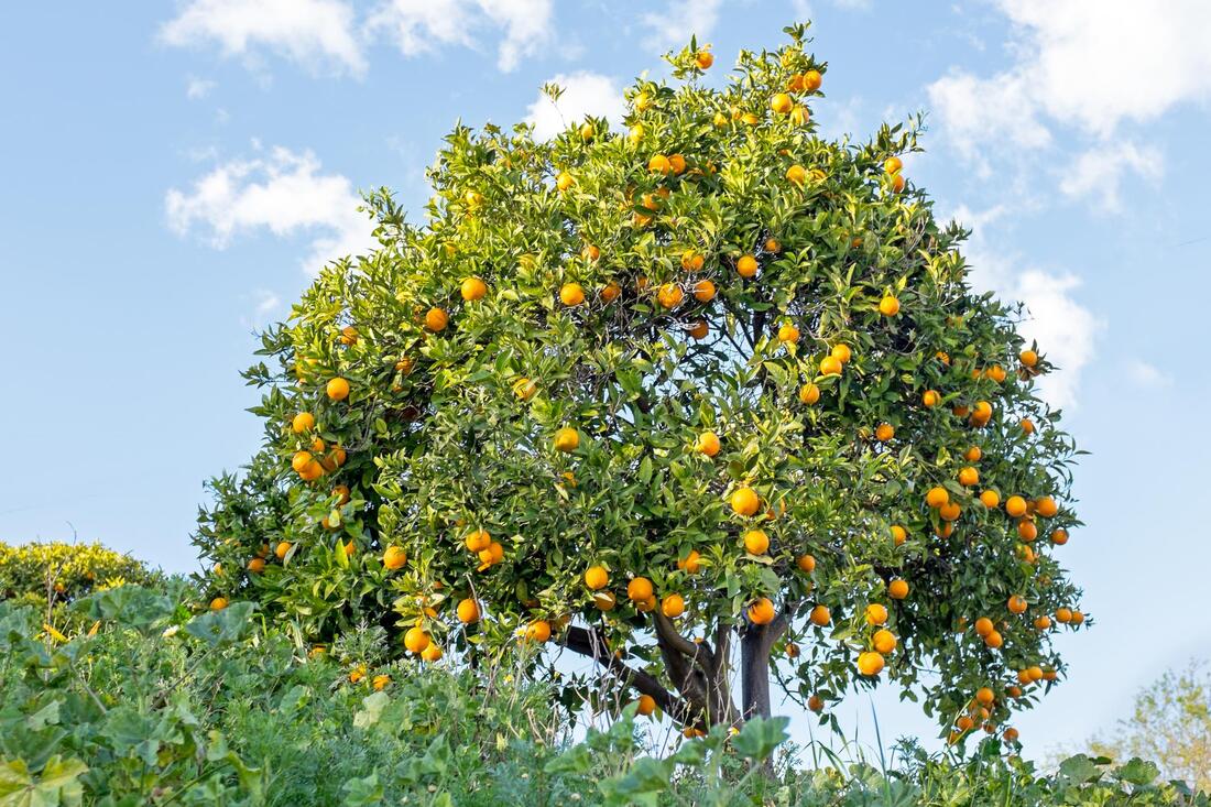 a landscape of orange tree