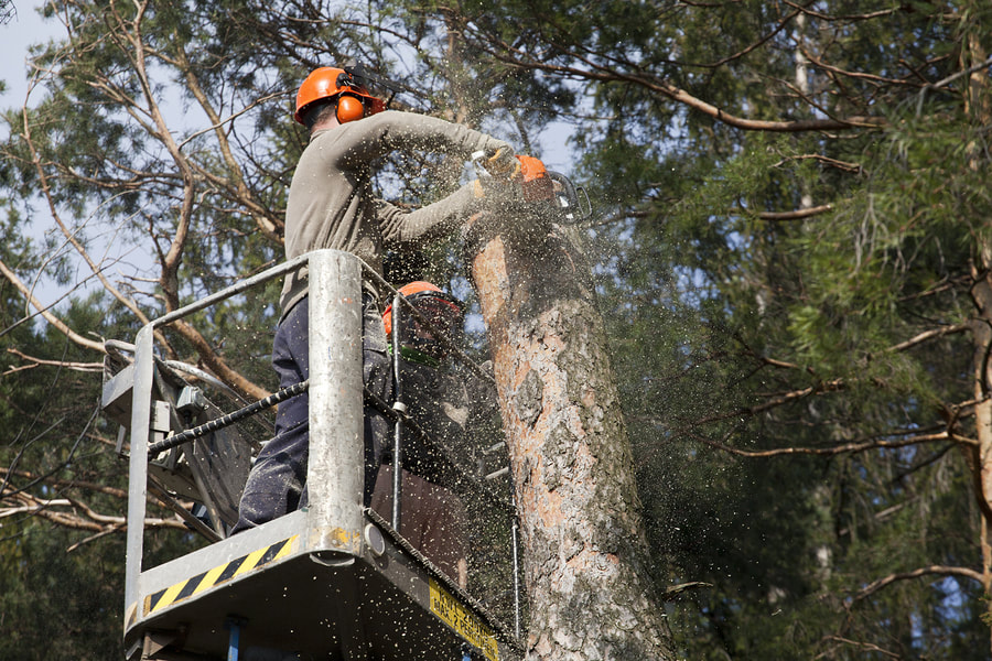 man cutting the log using chainsaw