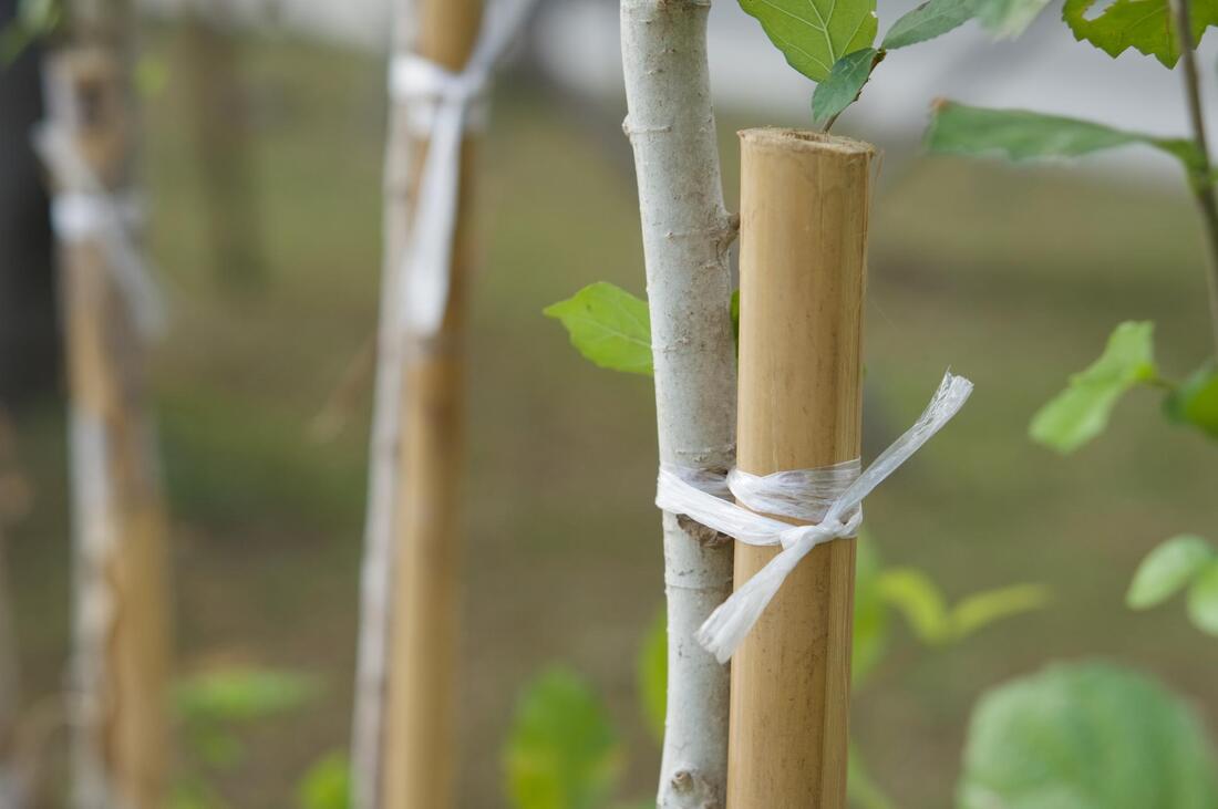 plant brace by a bamboo stick