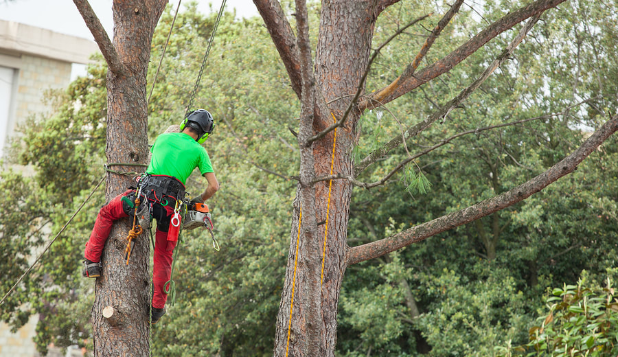 man tied to a tree while cutting it